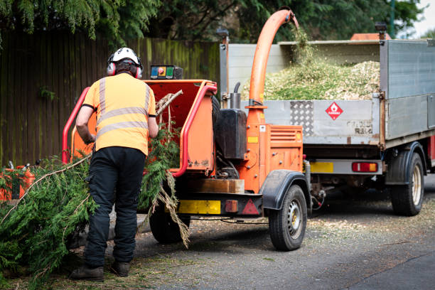 Best Tree Removal Near Me  in Parowan, UT